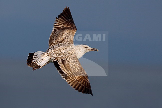 Onvolwassen Geelpootmeeuw in de vlucht; Immature Yellow-legged Gull in flight stock-image by Agami/Daniele Occhiato,