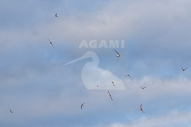 Alpine Swift - Alpensegler - Tachymarptis melba ssp. melba, Germany, adult stock-image by Agami/Ralph Martin,