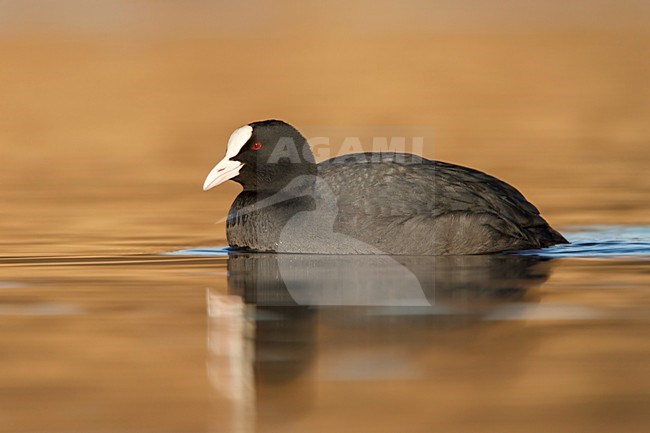 Meerkoet laagstandpunt; Coot low point of view;	 BlÃ¤sshuhn;	Fulica atra stock-image by Agami/Walter Soestbergen,