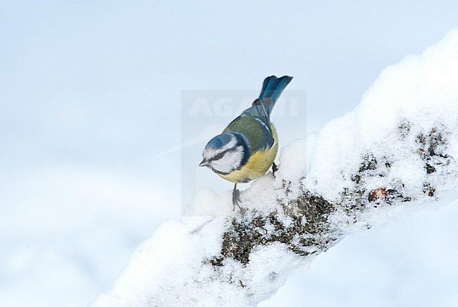 Pimpelmees zittend op een besneeuwde tak; Blue Tit (Cyanistes caeruleus) perched on a snow-covered branch stock-image by Agami/Marc Guyt,