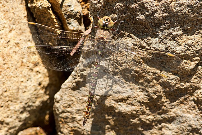 Vrouwtje Pinheyschna subpupillata, Female Stream Hawker stock-image by Agami/Wil Leurs,