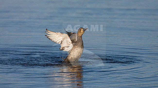 Bading female Common Pochard; Badende vrouw Tafeleend stock-image by Agami/Marc Guyt,