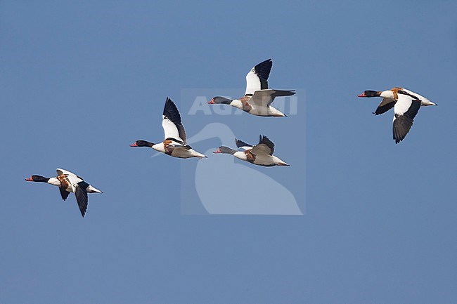 Bergeenden in vlucht; Common Shelducks in flight stock-image by Agami/Daniele Occhiato,