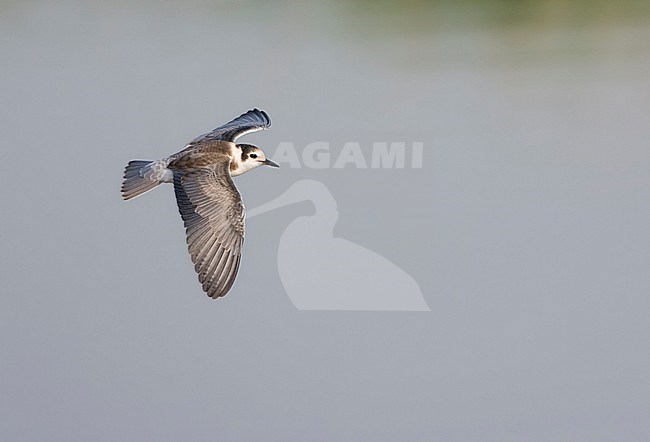 Juvenile Black Tern (Chlidonias niger) in flight, showing upperwing. stock-image by Agami/Marc Guyt,