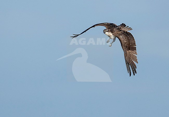 Osprey, Pandion haliaetus, in the Netherlands. Immature in flight. stock-image by Agami/Han Bouwmeester,