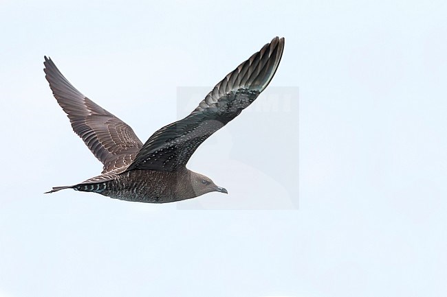 Kleinste Jager, Long-tailed Jaeger, Stercorarius longicaudus, Germany, 1st cy stock-image by Agami/Ralph Martin,