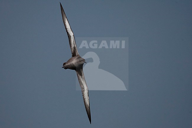 Grauwe Pijlstormvogel in de vlucht; Sooty Shearwater in flight stock-image by Agami/Martijn Verdoes,