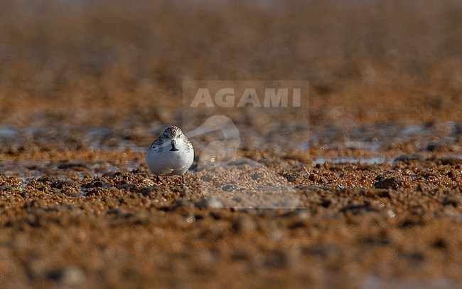 Spoon-billed Sandpiper (Eurynorhynchus pygmeus) at Pak Thale, Thailand stock-image by Agami/Helge Sorensen,