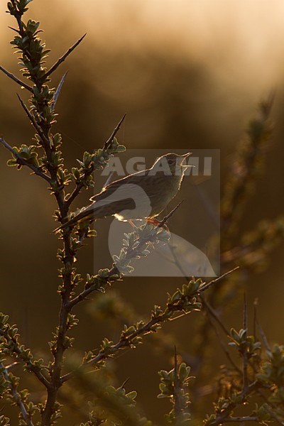 Zingende Sprinkhaanzanger; Singing Common Grasshopper Warbler stock-image by Agami/Menno van Duijn,