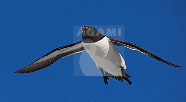 Alk in zomerkleed vliegend; Flying summer plumaged Razorbill stock-image by Agami/Markus Varesvuo,