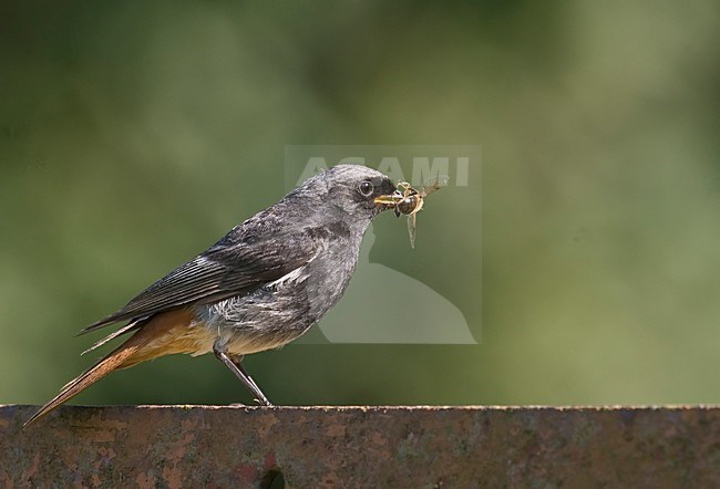 Black Redstart male perched with insect; Zwarte Roodstaart man zittend met insect stock-image by Agami/Han Bouwmeester,