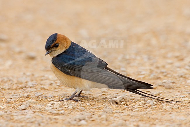 Roodstuitzwaluw volwassen zittend op de grond, Red-rumped Swallow adult standing on the ground stock-image by Agami/Daniele Occhiato,