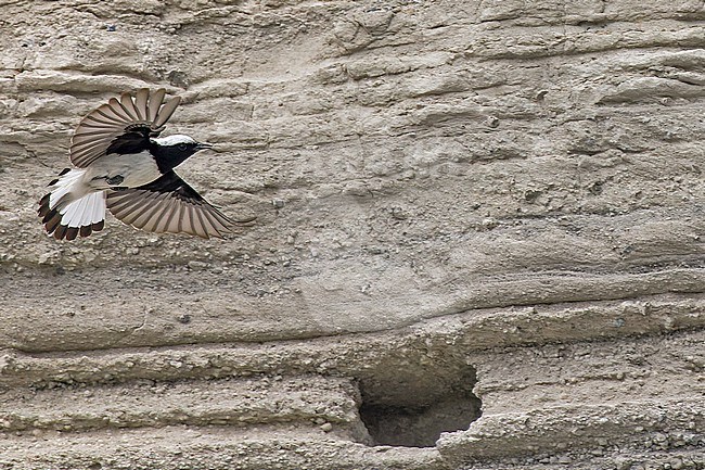 Male Finsch's Wheatear (Oenanthe finschii) in Turkey. stock-image by Agami/Pete Morris,