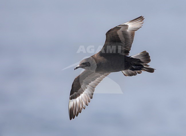 Donkere fase Middelste Jager; Dark phase Pomarine Skua (Stercorarius pomarinus) stock-image by Agami/Mike Danzenbaker,