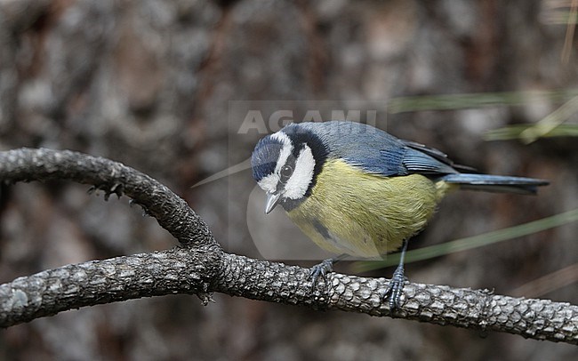 African Blue Tit (Cyanistes teneriffae teneriffae) in Tenerife, Canary Islands stock-image by Agami/Helge Sorensen,