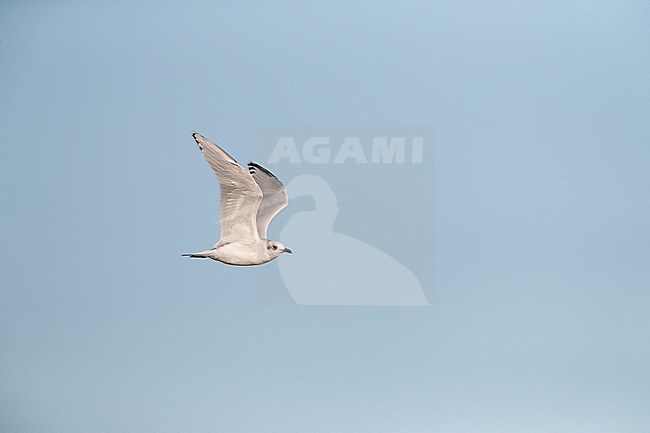 Mediterranean Gull (Ichthyaetus melanocephalus) flying past the coast in the Ebro delta in Spain. stock-image by Agami/Marc Guyt,