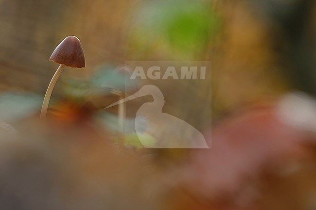 Paddestoelen, Fungi stock-image by Agami/Rob de Jong,