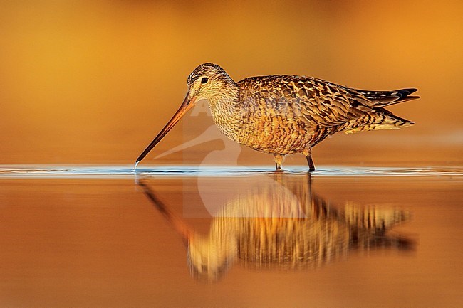 Rode Grutto, Hudsonian Godwit stock-image by Agami/Glenn Bartley,