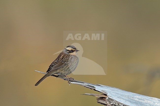 Siberian Accentor (Prunella montanella), side view of bird perched on a dry log against yellow background. Rare vagrant to Finland. stock-image by Agami/Kari Eischer,