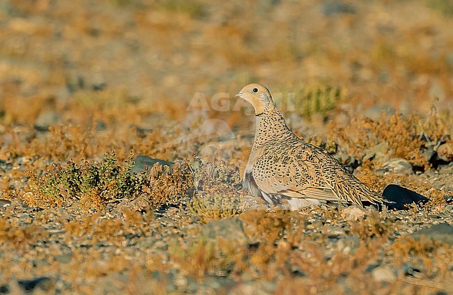 Pallas's Sandgrouse (Syrrhaptes paradoxus) breeds in stony half-desert in Asia, from the Caspian Sea eastwards to eastern Asia. It has been a erratic vagrant to Europe several times in the 19th and beginning of 20th century. stock-image by Agami/Eduard Sangster,