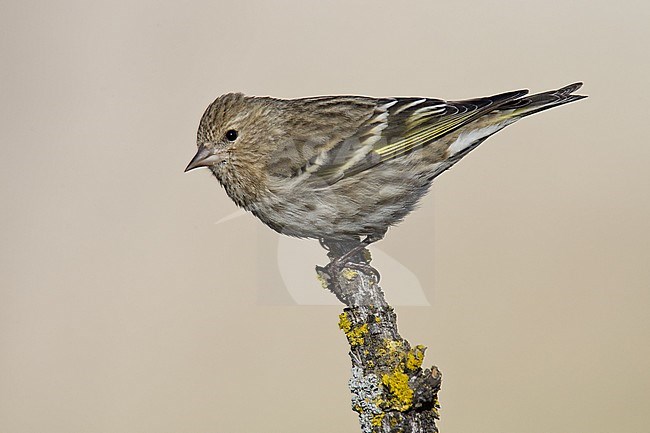 Adult non-breeding
Kern Co., CA
January 2005 stock-image by Agami/Brian E Small,