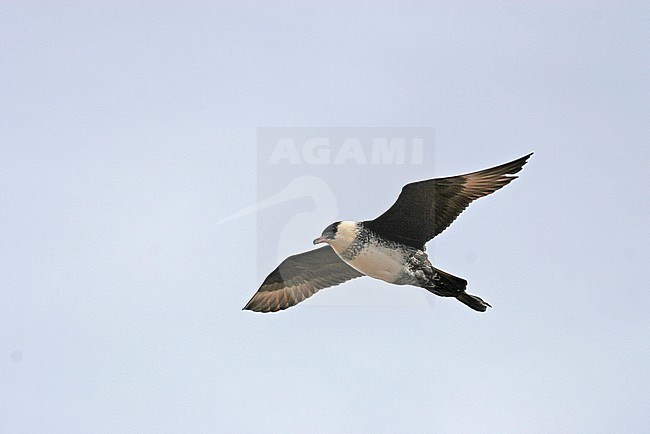 Adult Pomarine Skua (Stercorarius pomarinus) flying above tundra of Alaska during short summer. Seen from below. stock-image by Agami/Pete Morris,