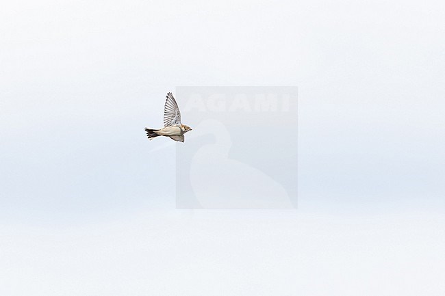 A Lapland Longspur (Calcarius lapponicus) in flight from side angle with lifted wing  stock-image by Agami/Mathias Putze,