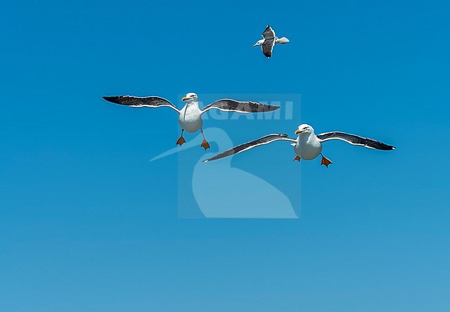 Adult Lesser Black-backed Gull (Larus fuscus) on the Wadden island Texel, Netherlands. Three gulls hanging in mid air behind the ferry. stock-image by Agami/Marc Guyt,