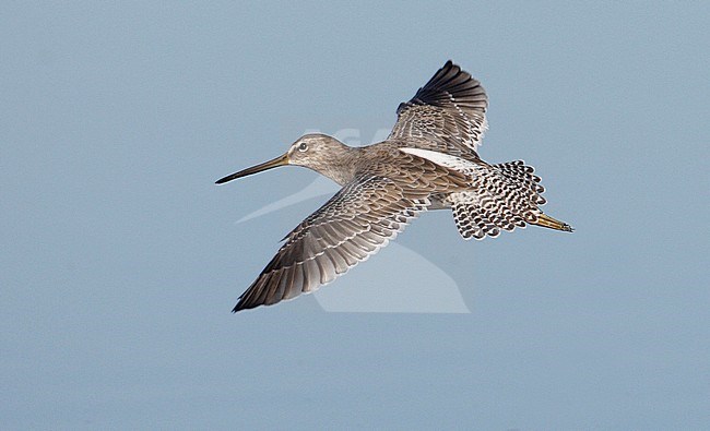 Winterkleed Grote Grijze Snip in vlucht, Non-breeding Long-billed Dowitcher in flight stock-image by Agami/Mike Danzenbaker,