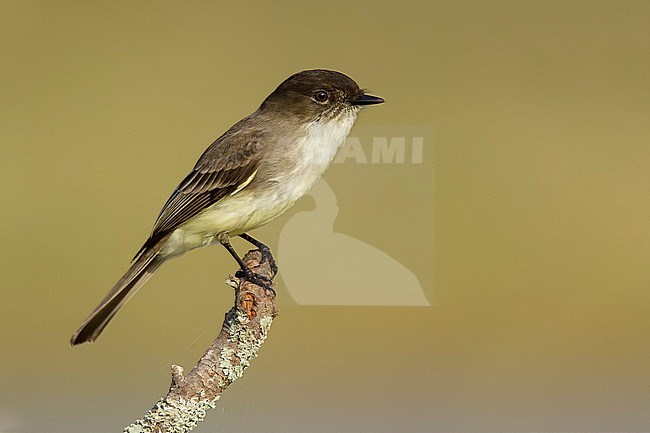 Adult Eastern Phoebe, Sayornis phoebe
Hidalgo Co., TX
November stock-image by Agami/Brian E Small,