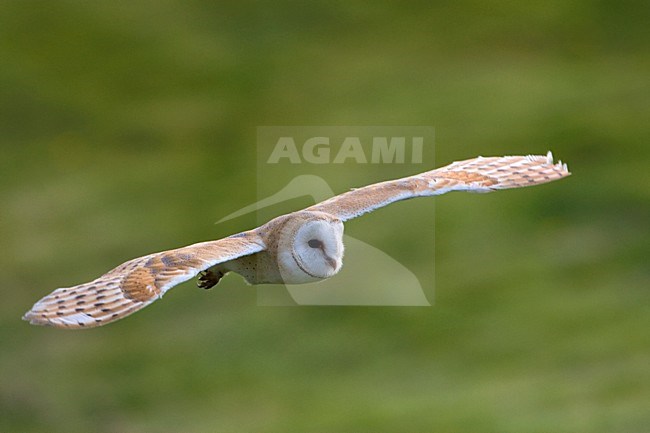 Kerkuil overdag jagend;  Barn Owl hunting dureing daytime stock-image by Agami/Marc Guyt,