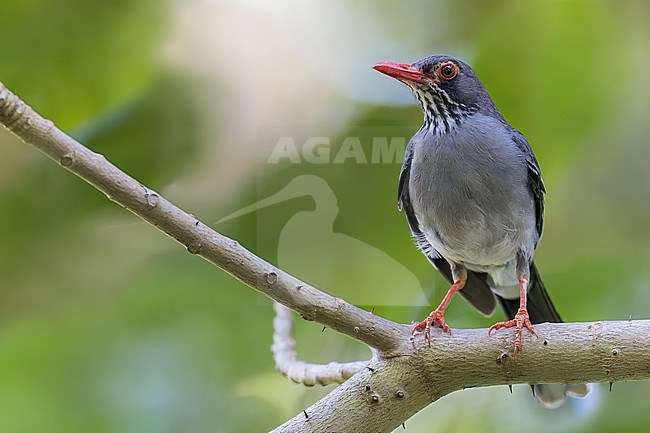 Red-legged Thrush (Turdus plumbeus) Perched on a branch in Puerto Rico stock-image by Agami/Dubi Shapiro,