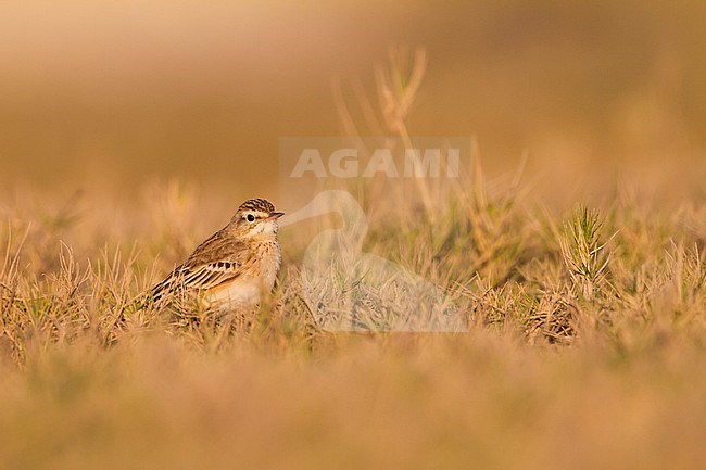 Tawny Pipit - Brachpieper - Anthus campestris, Oman stock-image by Agami/Ralph Martin,