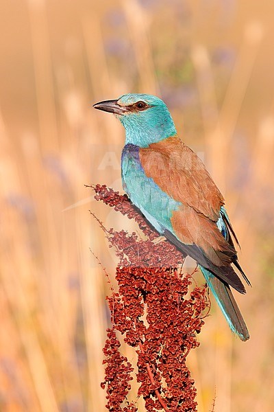 European Roller (Coracias garrulus), side view of an adult female perched on a Rumex crispus, Campania, Italy stock-image by Agami/Saverio Gatto,