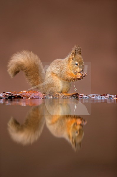 Eekhoorn met spiegelbeeld in water, Red Squirrel with reflection in water stock-image by Agami/Danny Green,