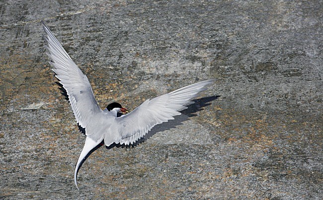 Volwassen Noordse Stern in de vlucht; Adult Arctic Tern in flight stock-image by Agami/Markus Varesvuo,