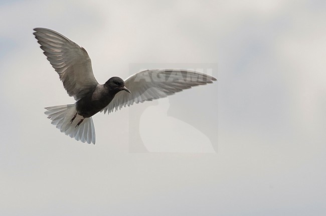 Zwarte Stern in de vlucht; Black Tern in flight stock-image by Agami/Han Bouwmeester,