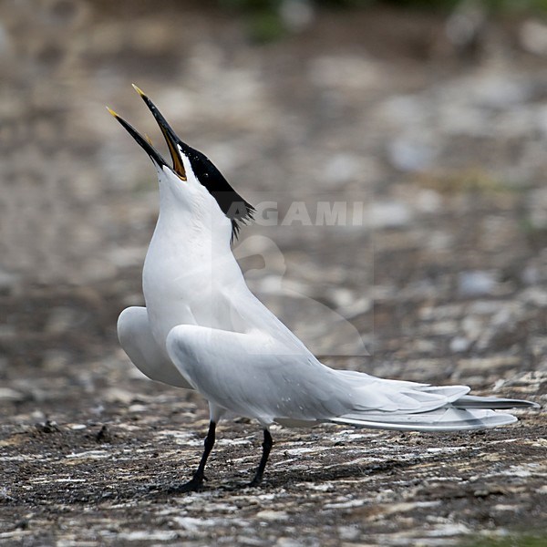 Grote stern in zit; Sandwich Tern perched stock-image by Agami/Han Bouwmeester,