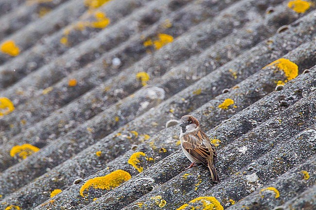 Male House Sparrow (Passer domesticus) perched on a Dutch roof. stock-image by Agami/Menno van Duijn,