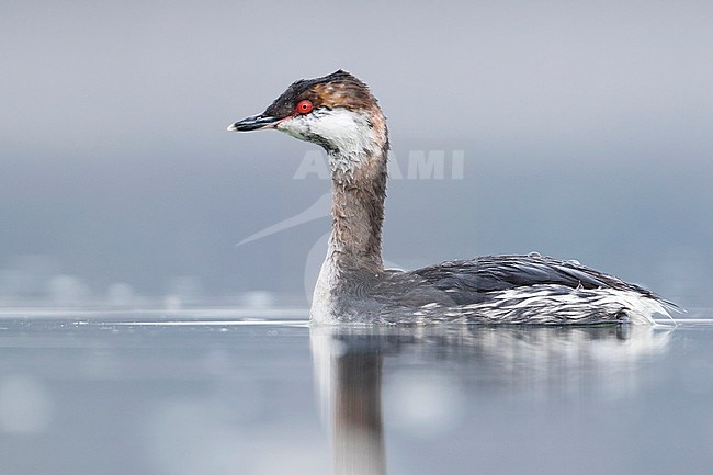 Slavonian Grebe - Ohrentaucher - Podiceps auritus ssp. auritus, Germany, adult winter plumage stock-image by Agami/Ralph Martin,