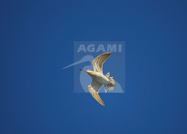 Watersnip in baltsvlucht; Common Snipe in songflight stock-image by Agami/Markus Varesvuo,