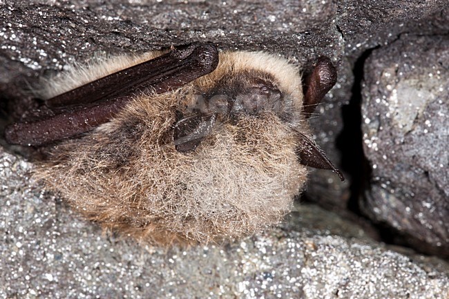 Baardvleermuis; Whiskered Bat stock-image by Agami/Theo Douma,