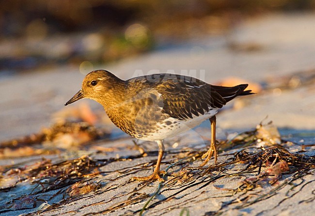 Zwarte Steenloper, Black Turnstone stock-image by Agami/Marc Guyt,