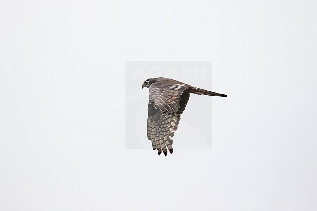 Long-winged Harrier (Circus buffoni) in Paraguay. stock-image by Agami/Pete Morris,