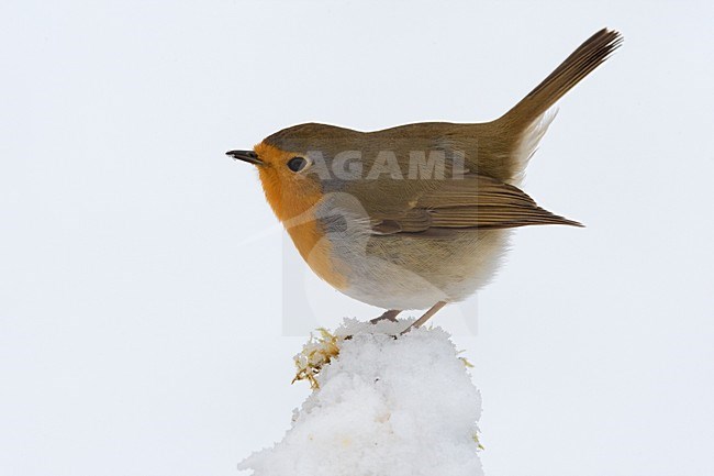 Roodborst zittend in sneeuw; European Robin perched in snow stock-image by Agami/Daniele Occhiato,