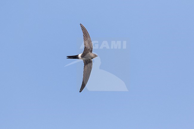 Pacific Swift - Pazifiksegler - Apus pacificus ssp. pacificus, Russia, adult stock-image by Agami/Ralph Martin,