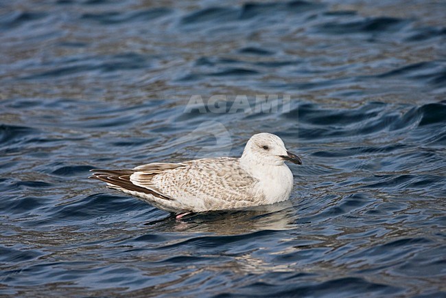 Vega Meeuw onvolwassen zittend op het water; Vega Gull immature sitting on the surface stock-image by Agami/Marc Guyt,