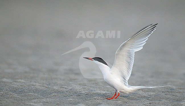 Adult Roseate Tern (Sterna dougallii) standing on a beach on the east coast of North America. stock-image by Agami/Ian Davies,