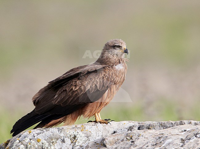 Volwassen Zwarte Wouw op een steen; Adult Black Kite perched on a rock stock-image by Agami/Markus Varesvuo,