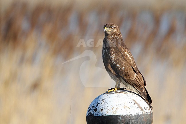 Buizerd, Common Buzzard stock-image by Agami/Karel Mauer,